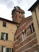 Lucca bewachsener Turm &ndash; &copy; Jürgen Müller (Eberhardt TRAVEL)