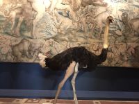 VogelStrausspolitik &ndash; &copy; Irmela Körner (Eberhardt TRAVEL)