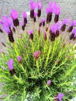 Rom Lavendelduft am Campo de'Fiori &ndash; &copy; Heike Jack (Eberhardt TRAVEL)
