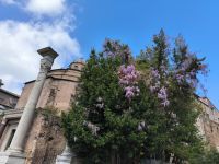 Rom. Forum Romanum &ndash; &copy; Heike Jack (Eberhardt TRAVEL)