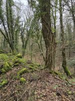 Foresta Umbra fast unberührter Urwald &ndash; &copy; Jürgen Müller (Eberhardt TRAVEL)