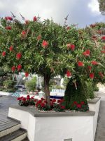 Flaschenbürstenbaum &ndash; &copy; Roswitha Zytowski (Eberhardt TRAVEL)