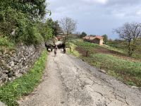 Ziegenherde &ndash; &copy; Roswitha Zytowski (Eberhardt TRAVEL)
