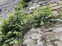 Kapern? &ndash; &copy; Roswitha Zytowski (Eberhardt TRAVEL)
