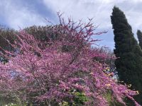 Judasbaum &ndash; &copy; Roswitha Zytowski (Eberhardt TRAVEL)