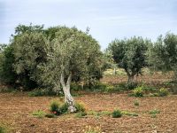 Unsere Wanderung im Naturschutzgebiet Vendicari beginnt &ndash; &copy; Simone Willner (Eberhardt TRAVEL)