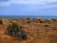Landschaft mit Minipalmen in Vendicari &ndash; &copy; Simone Willner (Eberhardt TRAVEL)