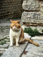 Wächter von Erice &ndash; &copy; Simone Willner (Eberhardt TRAVEL)