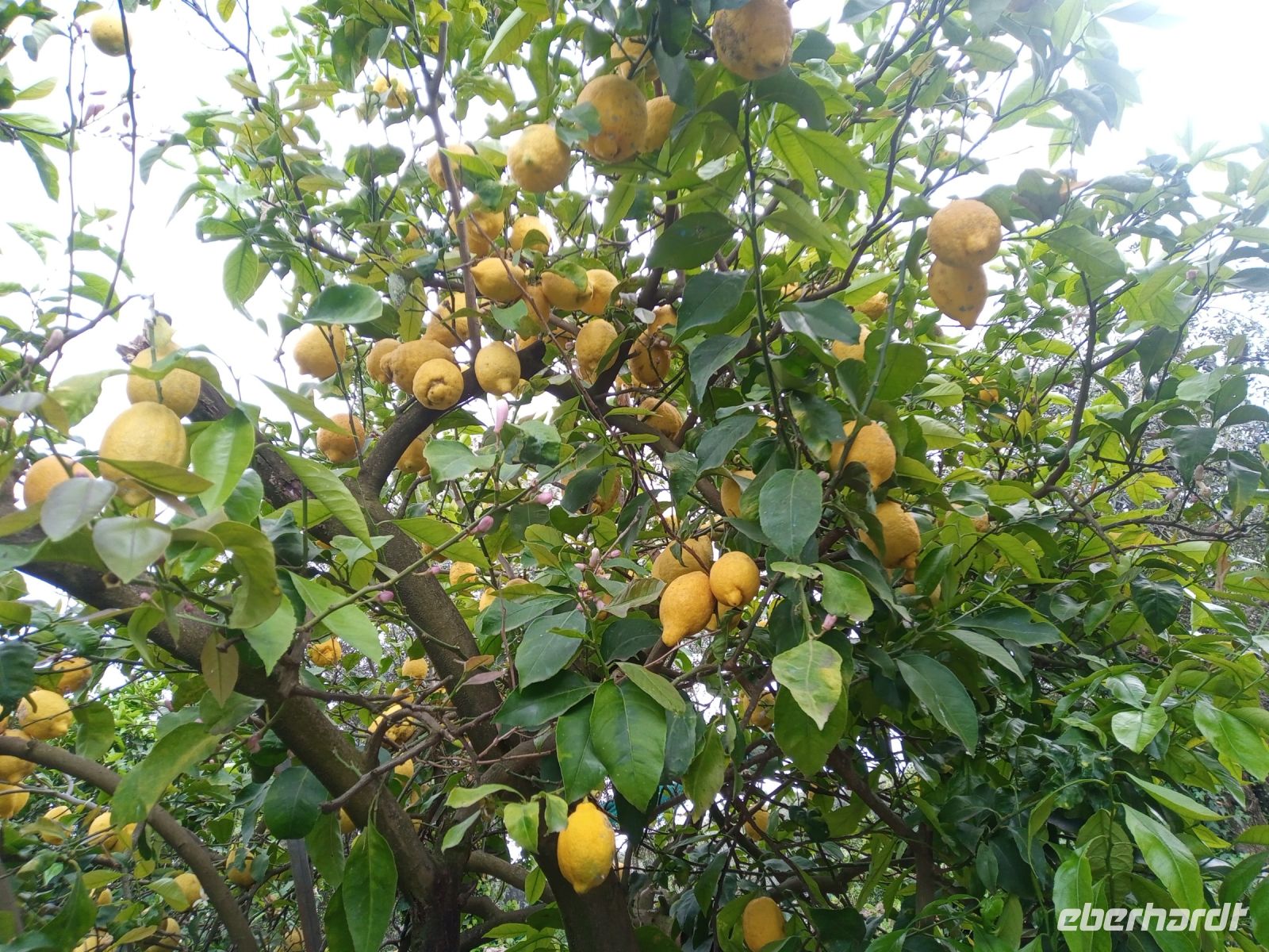 Limoni  &ndash; &copy; Monika Cortese (Eberhardt TRAVEL)