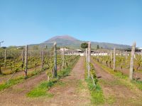 Cantina del Vesuvio &ndash; &copy; Monika Cortese (Eberhardt TRAVEL)