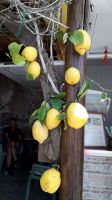 Die Zitronen von Ischia &ndash; &copy; Julia Kies (Eberhardt TRAVEL)