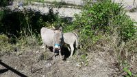 tierische Begegnung &ndash; &copy; Julia Kies (Eberhardt TRAVEL)