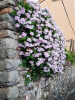 Corniglia &ndash; &copy; Betina Marinov (Eberhardt TRAVEL)