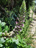 Acanthus - Acanthaceae &ndash; &copy; Betina Marinov (Eberhardt TRAVEL)