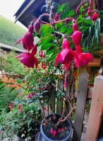 Montferthof - Fuchsien &ndash; &copy; Betina Marinov (Eberhardt TRAVEL)