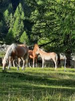 Haflinger &ndash; &copy; Betina Marinov (Eberhardt TRAVEL)