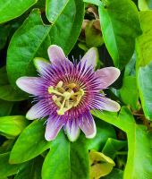 Gärten von Schloss Trauttmansdorff - Passionsblüte &ndash; &copy; Betina Marinov (Eberhardt TRAVEL)