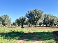 Olivenhain &ndash; &copy; Mathias Schirmer (Eberhardt TRAVEL)