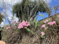 Belladonna &ndash; &copy; Mathias Schirmer (Eberhardt TRAVEL)