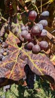 20-der Cannonau.jpg &ndash; &copy; Michael Rass (Eberhardt TRAVEL)