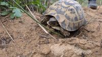 4-griechische Landschildkröte.jpg &ndash; &copy; Michael Rass (Eberhardt TRAVEL)