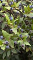 9-Mirtofrucht.jpg &ndash; &copy; Michael Rass (Eberhardt TRAVEL)