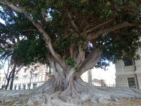 Prachtexemplar Großblättrige Feige (Ficus macrophylla) &ndash; &copy; Monika Cortese (Eberhardt TRAVEL)