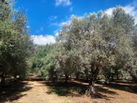 Olivenhain &ndash; &copy; Monika Cortese (Eberhardt TRAVEL)