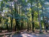 Waldspaziergang zum Wunschbrunnen  &ndash; &copy; Monika Cortese (Eberhardt TRAVEL)