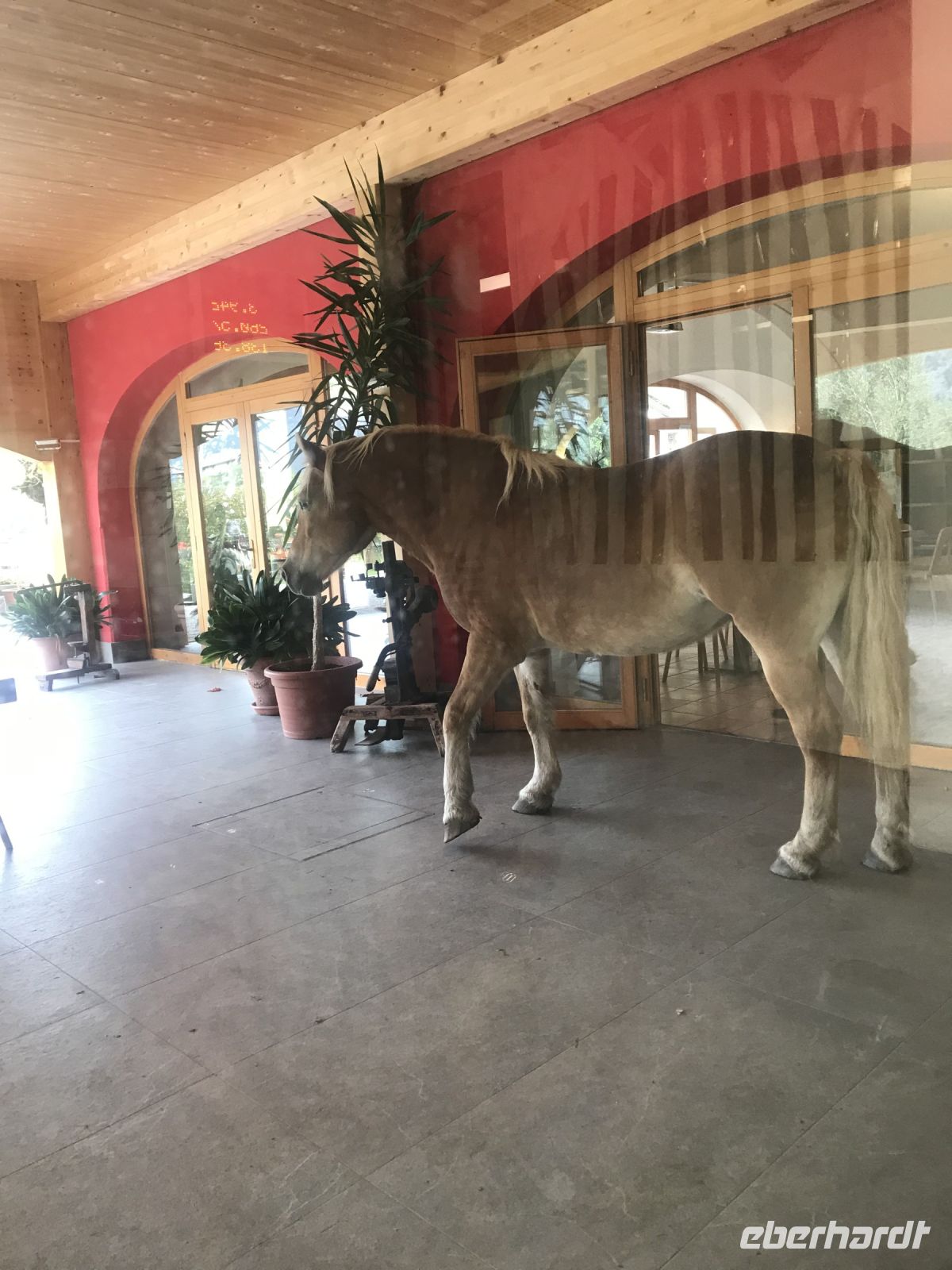 Wanderreise am Gardasee 14.10.2024  - Weingut PISONI - nun ja, auch mal ein Pferd im Flur &ndash; &copy; Renate Schuster (Eberhardt TRAVEL)