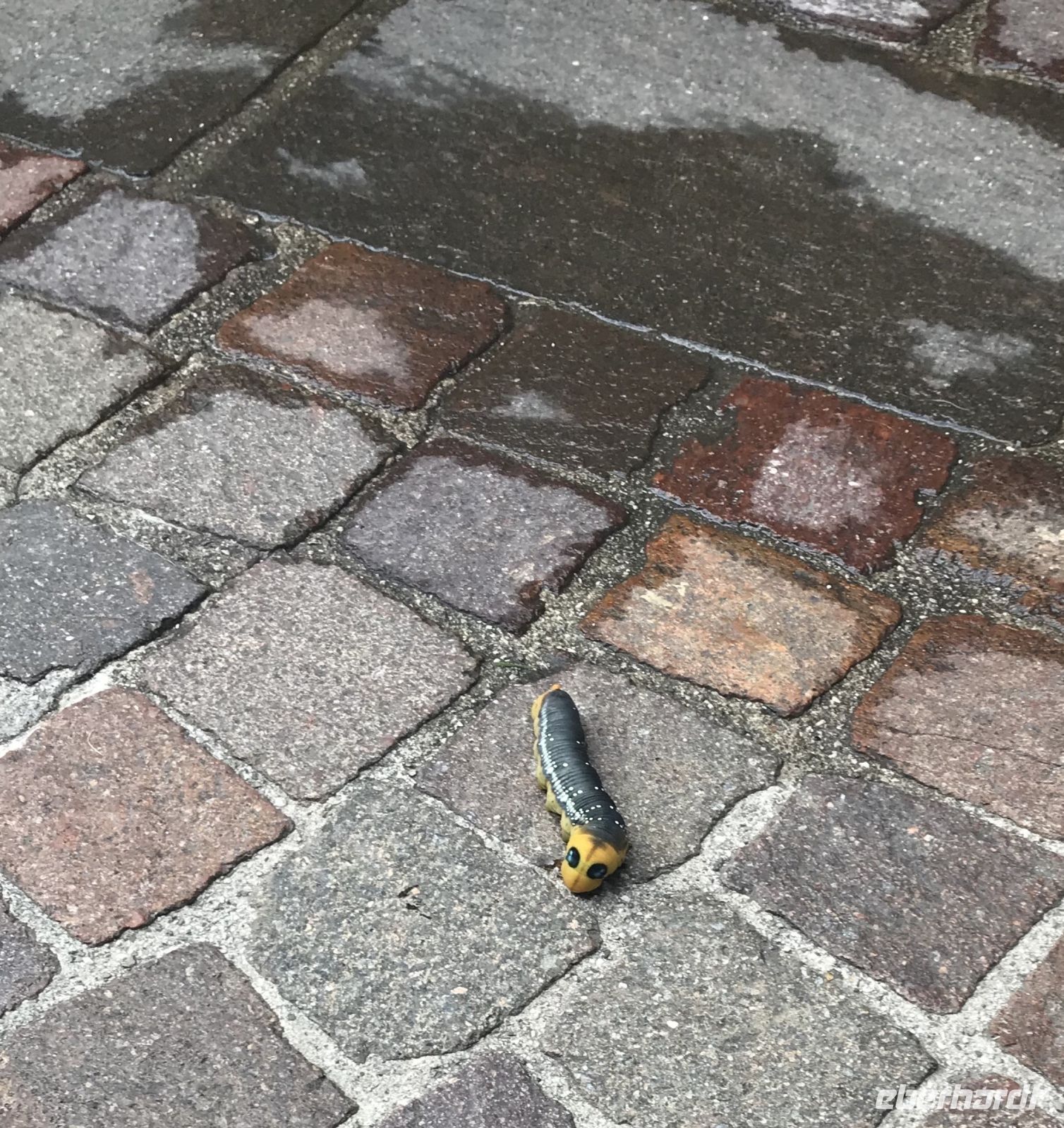 Wanderreise Italien 17.10.2024 Raupe gefunden-ca.10cm, sollte mal... &ndash; &copy; Renate Schuster (Eberhardt TRAVEL)
