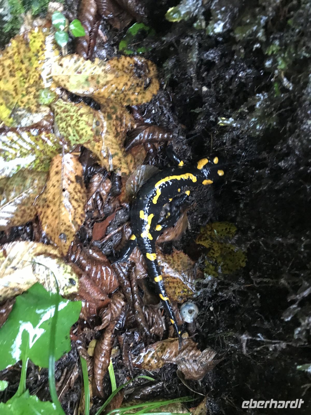 Wanderreise Italien 18.10.2024 Wanderung von Ballion zum Bergsee Tenno -Feuersalamander  &ndash; &copy; Renate Schuster (Eberhardt TRAVEL)