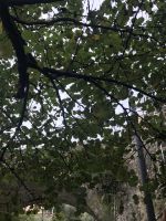 Wanderreise am Gardasee 13.10.24 Judasbaum &ndash; &copy; Renate Schuster (Eberhardt TRAVEL)