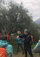 Wanderreise am Gardasee 16.10.2024  - Wanderung auf dem Monte Brione- Infos zur Öl- Herstellung &ndash; &copy; Renate Schuster (Eberhardt TRAVEL)