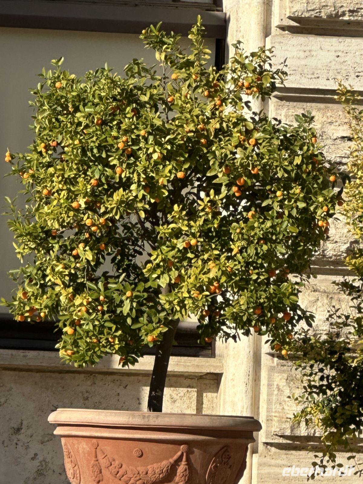 Flora im Vatikan  &ndash; &copy; Torsten Kettmann (Eberhardt TRAVEL)