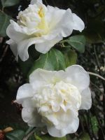 Kamelie &ndash; &copy; Heike Heinen (Eberhardt TRAVEL)