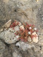 Die miniautre Schönheiten..... &ndash; &copy; Marta Rass (Eberhardt TRAVEL)