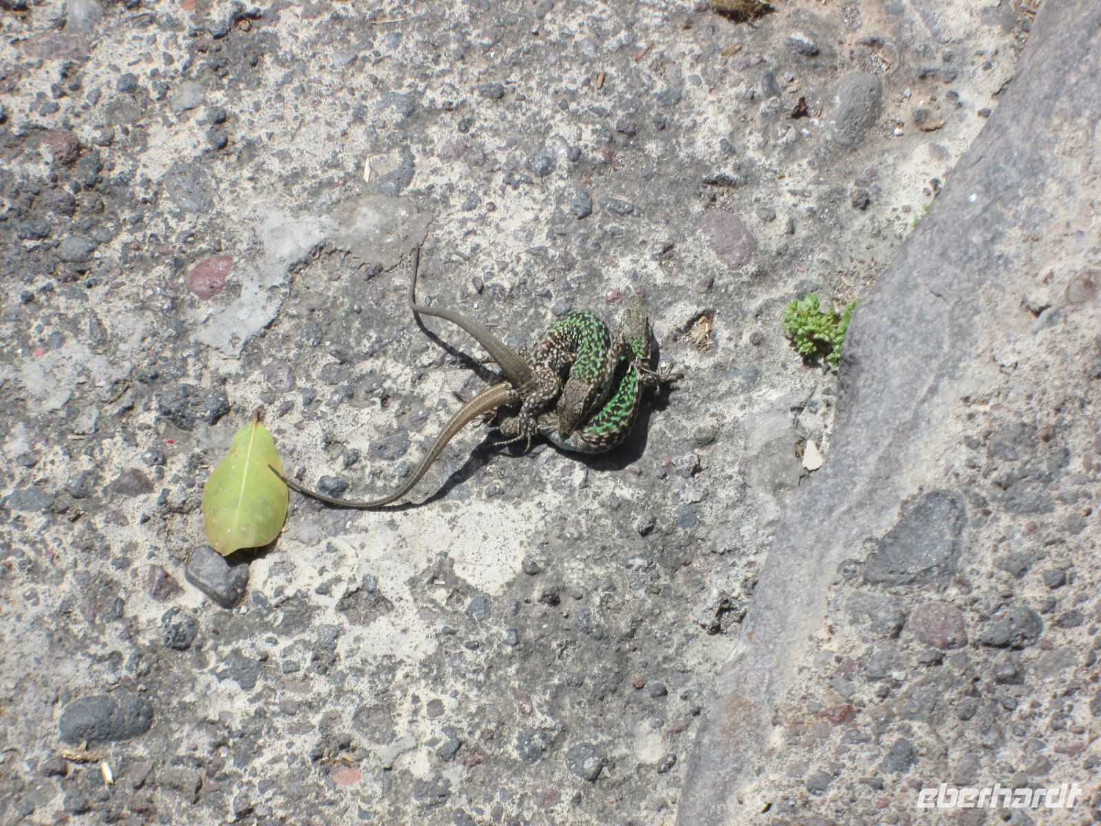 2 Geckos &ndash; &copy; Heike Heinen (Eberhardt TRAVEL)
