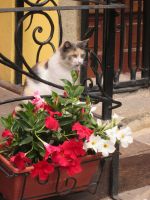 in Lipari &ndash; &copy; Heike Heinen (Eberhardt TRAVEL)