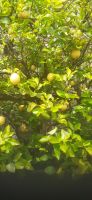 Limone &ndash; &copy; Kerstin Hugel (Eberhardt TRAVEL)