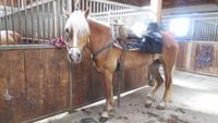 Im Haflinger Gestüt &ndash; &copy; Doreen Päßler (Eberhardt TRAVEL)