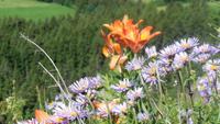 Flora in Südtirol &ndash; &copy; Doreen Päßler (Eberhardt TRAVEL)