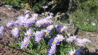 Flora in Südtirol &ndash; &copy; Doreen Päßler (Eberhardt TRAVEL)