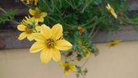 Flora in Südtirol &ndash; &copy; Doreen Päßler (Eberhardt TRAVEL)