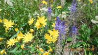 Flora in Südtirol &ndash; &copy; Doreen Päßler (Eberhardt TRAVEL)