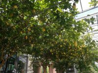 Im Zitrusgarten &ndash; &copy; Alicia Eckert (Eberhardt TRAVEL)