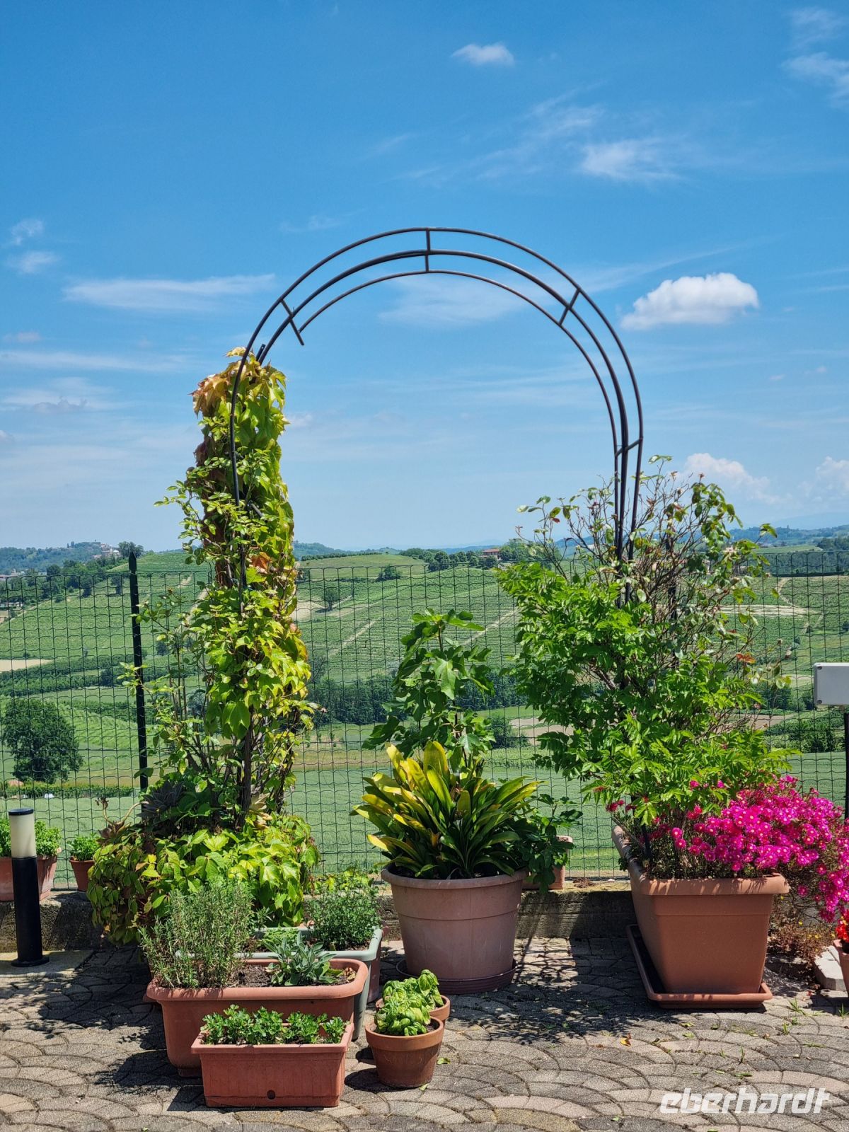 Piemont - Weingut 