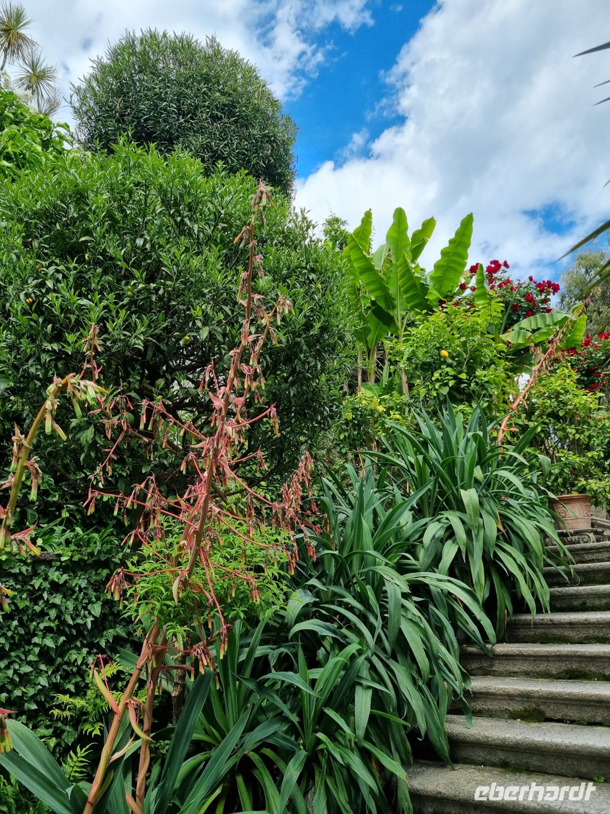 Lago Maggiore - Garten auf der Isola Madre (Mutterinsel) &ndash; &copy; Katrin Deutschbein (Eberhardt TRAVEL)