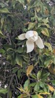 Exotische Blüten an einer Raststätte &ndash; &copy; Günter Thomas Menzel (Eberhardt TRAVEL)