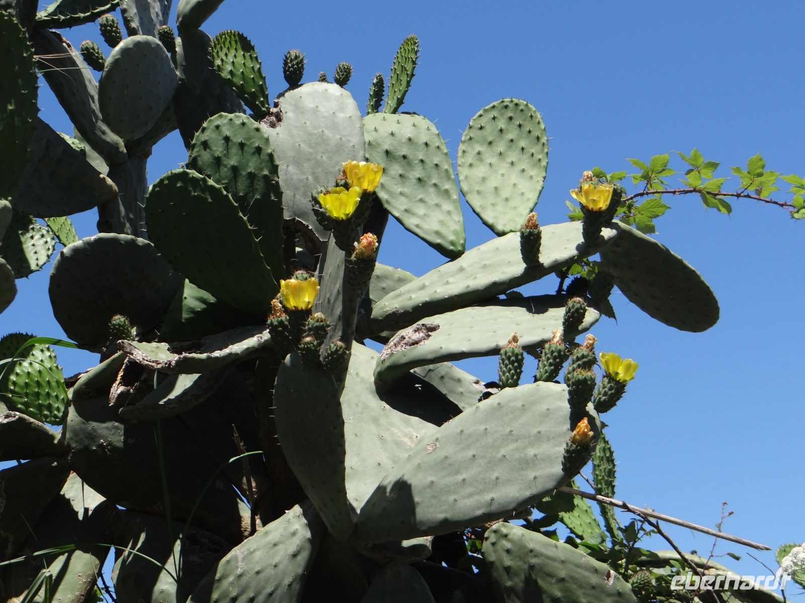 Vulcano, Kaktusblüten &ndash; &copy; Vivian Kreft (Eberhardt TRAVEL)